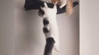 Голям смях: Котки изиграха култова сцена от "Цар Лъв" ВИДЕО