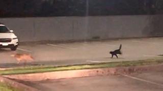 Котка преследва като хрътка койот пред изумените погледи на полицаи ВИДЕО 