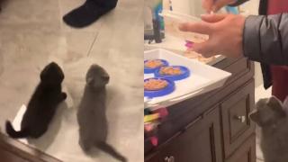 Нетърпеливо котенце съсипа обяда си и разсмя интернет ВИДЕО
