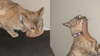 Неуспешният опит на котка да открадне пилешко разсмя до сълзи мрежата ВИДЕО