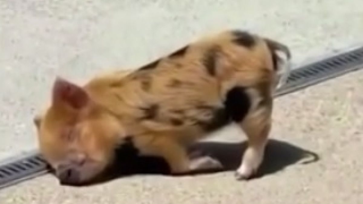 ВИДЕО с най-сладкото уморено прасенце докосна цял свят
