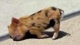 ВИДЕО с най-сладкото уморено прасенце докосна цял свят