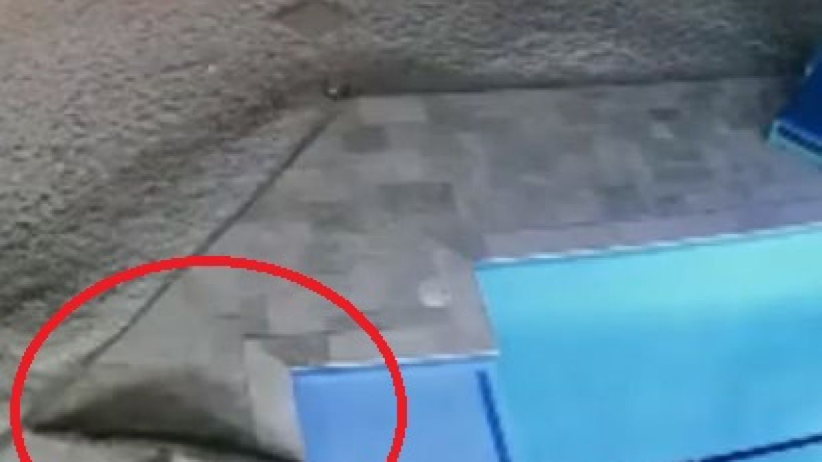 Как ще реагирате, ако в басейна ви плува... крокодил ВИДО