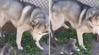Вижте как малко котенце уплаши огромно куче ВИДЕО