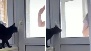 Пухкав гений: Котарак се научи да отваря вратата на балкона и удиви мрежата ВИДЕО