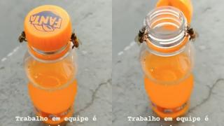 Пълен шаш: Две пчели лесно развиха капачката на фанта! ВИДЕО