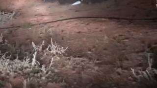 Безпрецедентно гнусна и опасна напаст вся паника в Нов Южен Уелс ВИДЕО