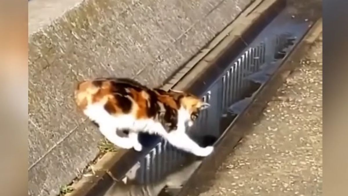 Вижте как котарак прекоси локва едва след сложни изчисления ВИДЕО