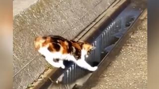 Вижте как котарак прекоси локва едва след сложни изчисления ВИДЕО