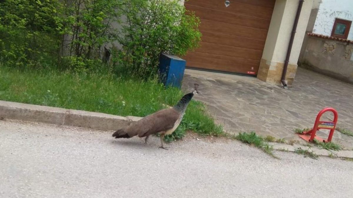 Цяло Търново се чуди и мае на тази птица, обикаляща града СНИМКА