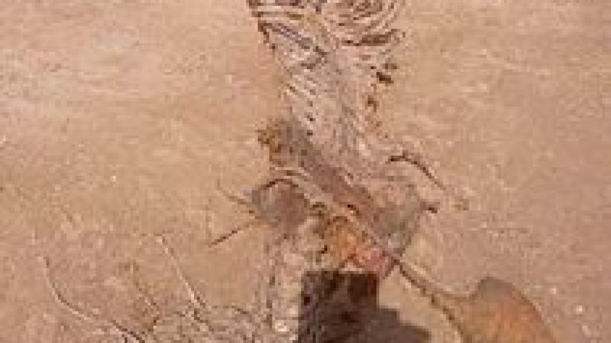 Майка изуми мрежата с мистериозната си находка на плажа СНИМКА 