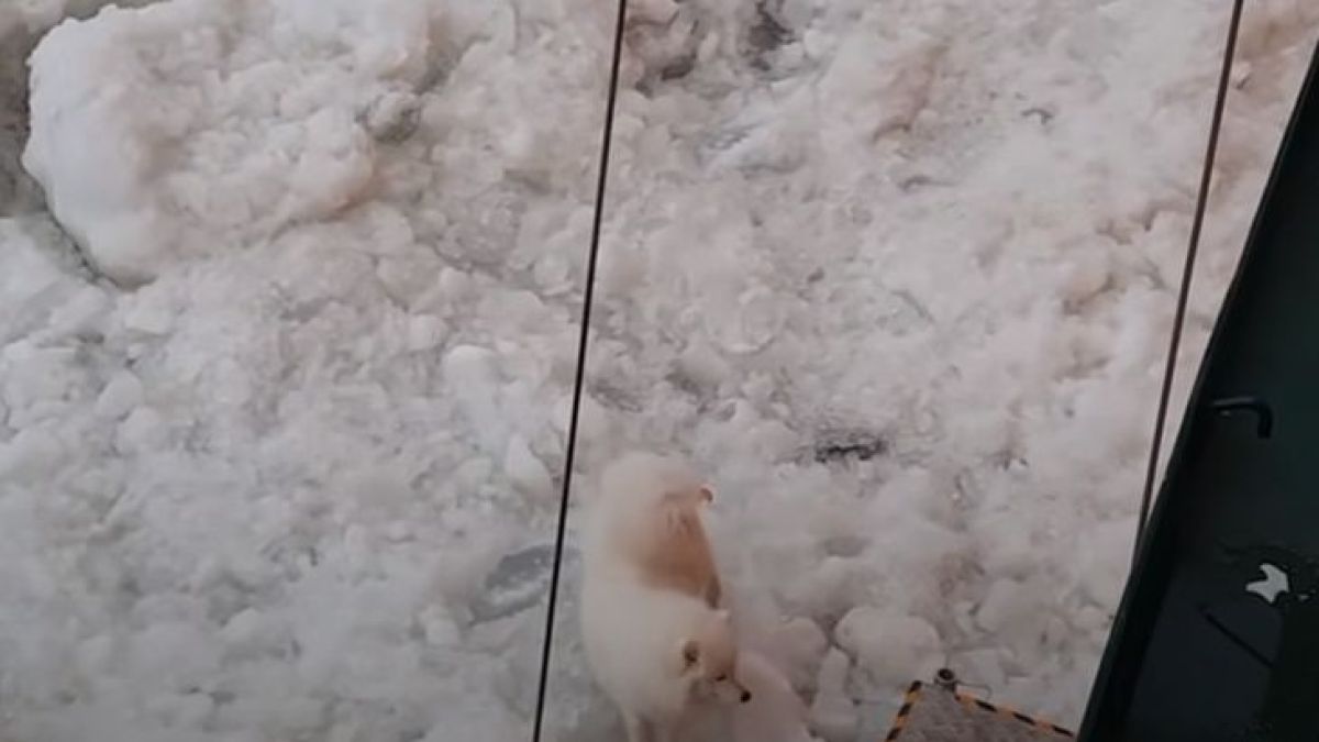 Нещо невероятно се случи с руски ледоразбивач в Арктика ВИДЕО
