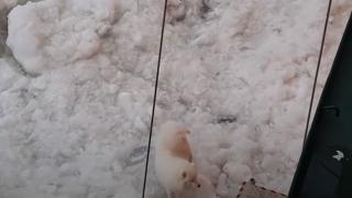 Нещо невероятно се случи с руски ледоразбивач в Арктика ВИДЕО