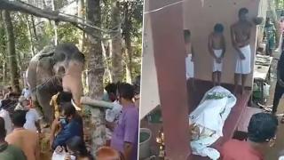 Покъртително: Слон дойде да се сбогува с починалия си дресьор ВИДЕО