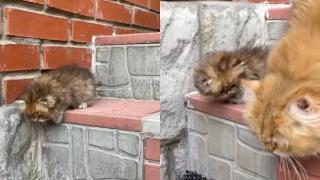 Майка котка научи котенцето си да слиза по стълбите и възхити интернет ВИДЕО