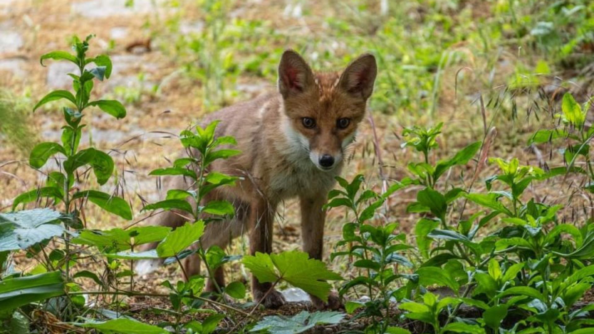 Лисица кръстосва улиците в Пловдив СНИМКИ 