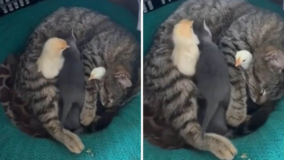 Котка реши да се погрижи за пиленца и умили мрежата ВИДЕО