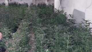 Свиреп удар за 200 бона на ГДБОП в София, натръшкаха по земята...