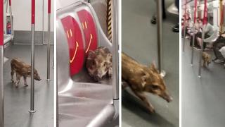 Бебе глиган се повози в хонконгското метро ВИДЕО