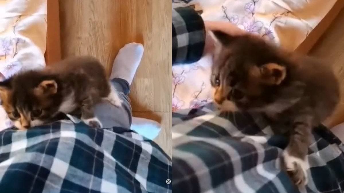 Коте се покатери върху собственика си и влюби в себе си мрежата ВИДЕО