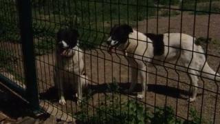Чудо като това край Костинброд няма на целия Балкански полуостров ВИДЕО