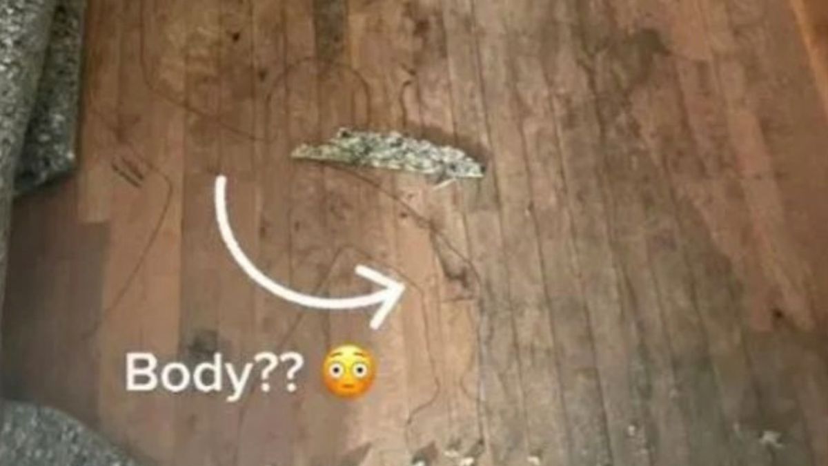 Блогърка надникна под килима и разкри кърваво убийство в дома си ВИДЕО