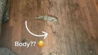 Блогърка надникна под килима и разкри кърваво убийство в дома си ВИДЕО