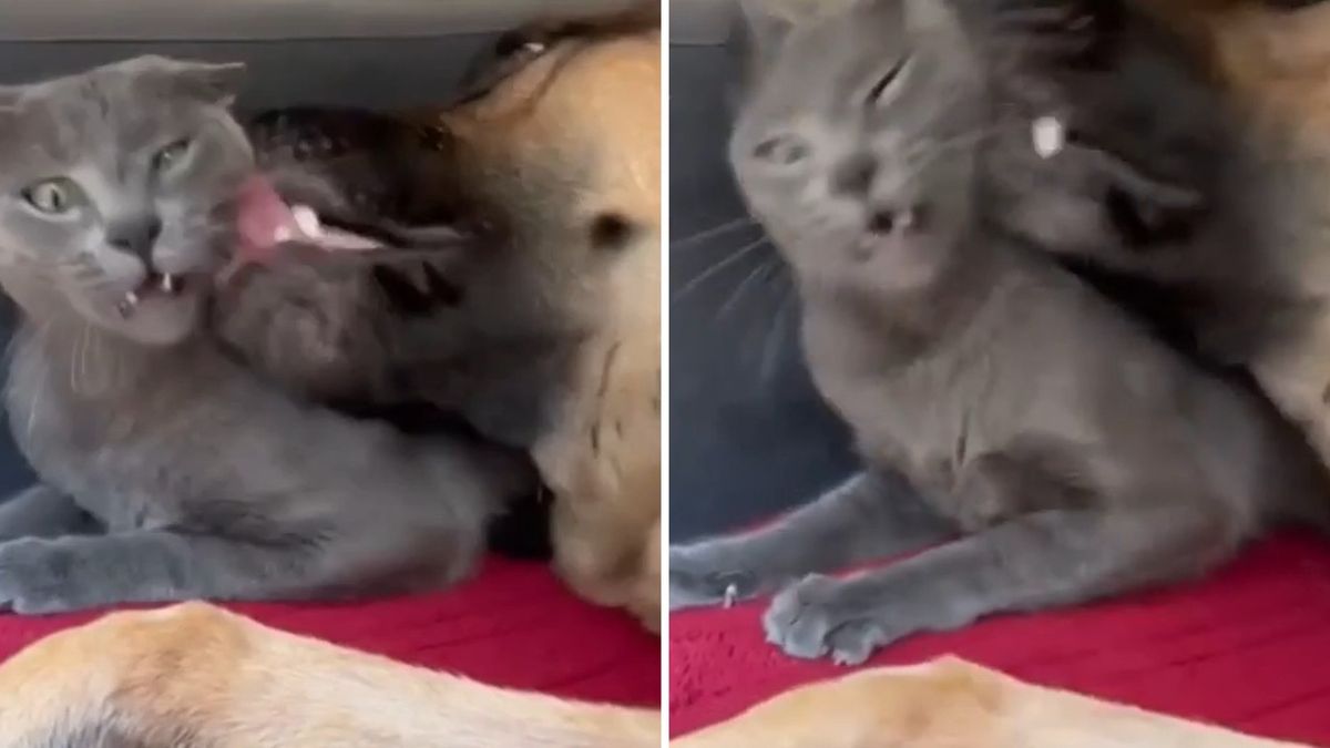 Котарак бе поразен от внезапен пристъп на нежност от страна на куче ВИДЕО