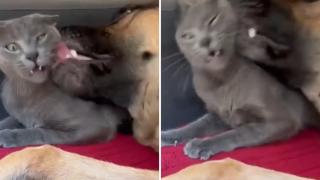 Котарак бе поразен от внезапен пристъп на нежност от страна на куче ВИДЕО