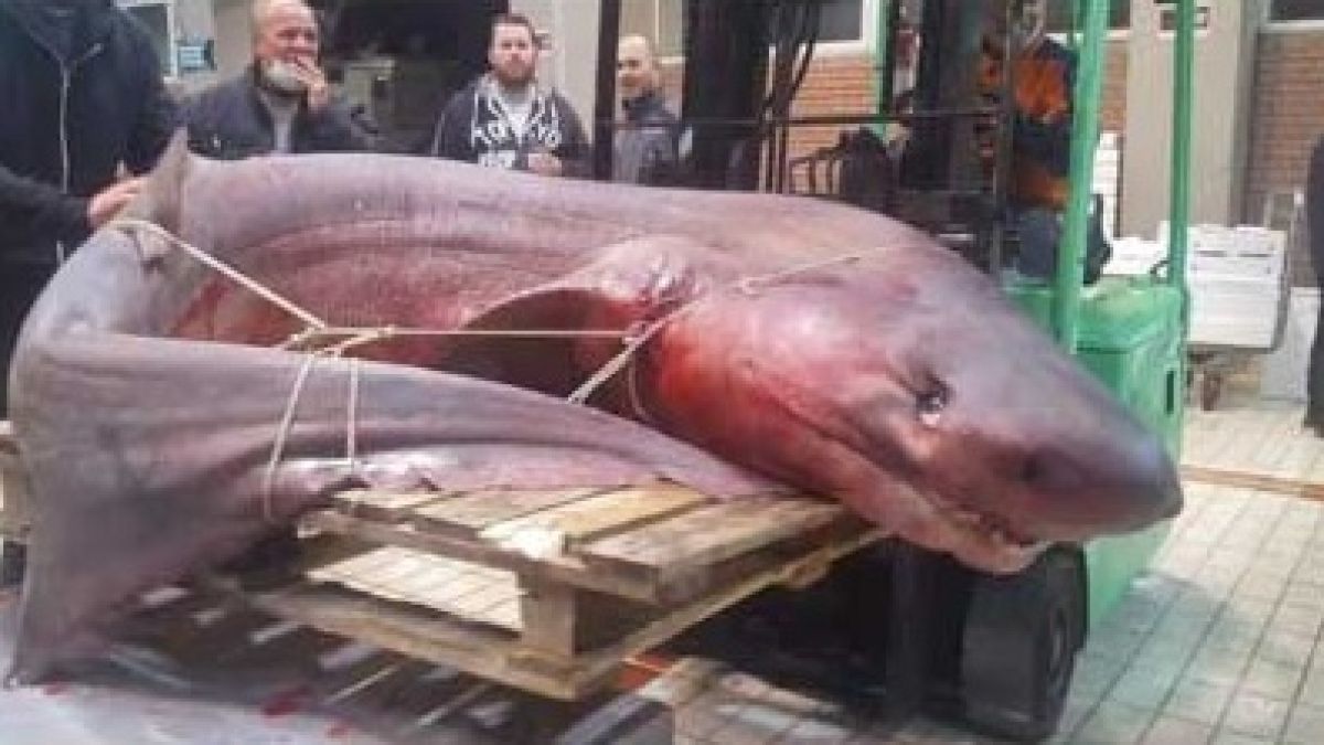 Шок! Голяма човекоядна акула в Черно море, възможно ли е? СНИМКИ/ВИДЕО