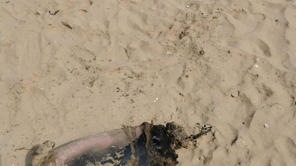 Дечица се натъкнаха на страшна находка край морския бряг и се разбягаха от ужас СНИМКИ