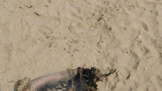 Дечица се натъкнаха на страшна находка край морския бряг и се разбягаха от ужас СНИМКИ