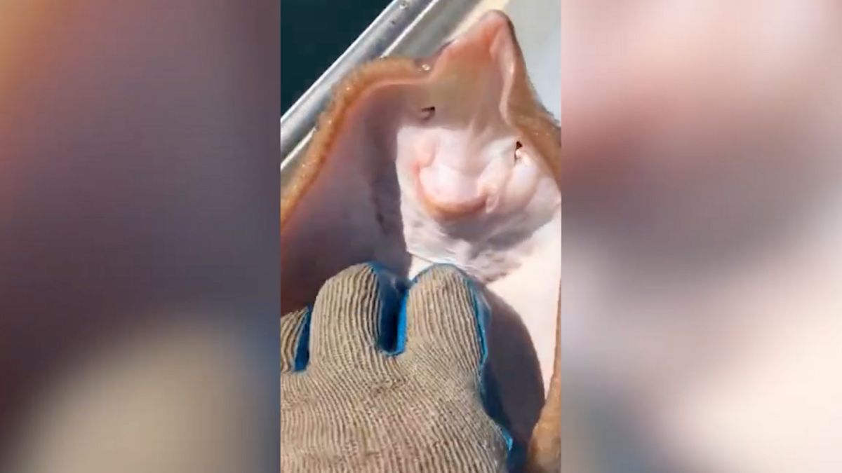 Над 100 милиона вече гледаха любопитно ВИДЕО в TikTok, без да подозират, че това е смъртта 