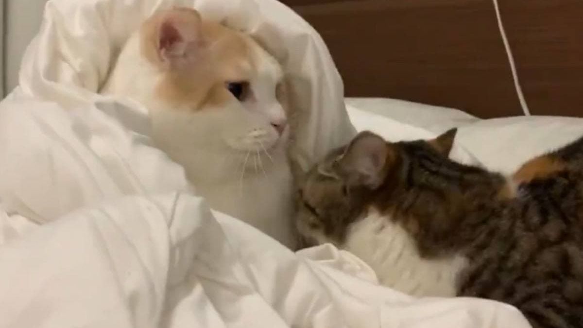 Котарак, който целува котка, умили мрежата ВИДЕО