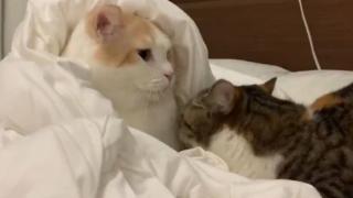 Котарак, който целува котка, умили мрежата ВИДЕО