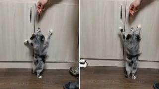 Танцът на кученце, молещо за лакомство, ще повдигне настроението на всеки ВИДЕО