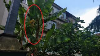 Климатът тотално се чална! Невиждано явление на ул. "Гурко" в Бургас СНИМКИ