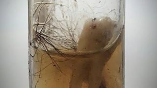 Мъж намери зловеща находка в гората, от която изтръпна от ужас ВИДЕО 