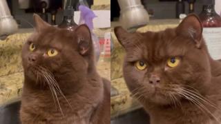 Котарак хипнотизира с поглед кран за вода и разсмя интернет ВИДЕО