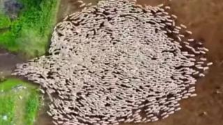 Мъж засне стадо овце на ВИДЕО с дрон, а няколко часа по-късно...