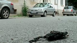 Мистерия обви ужаса със самозапалил се мъж в София, преди това той... ВИДЕО