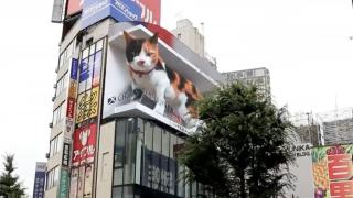 Всички се дивят на това голямо котенце в Токио ВИДЕО