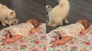 Нежните опити на котка да запознае котенцето си с бебе трогнаха мрежата ВИДЕО