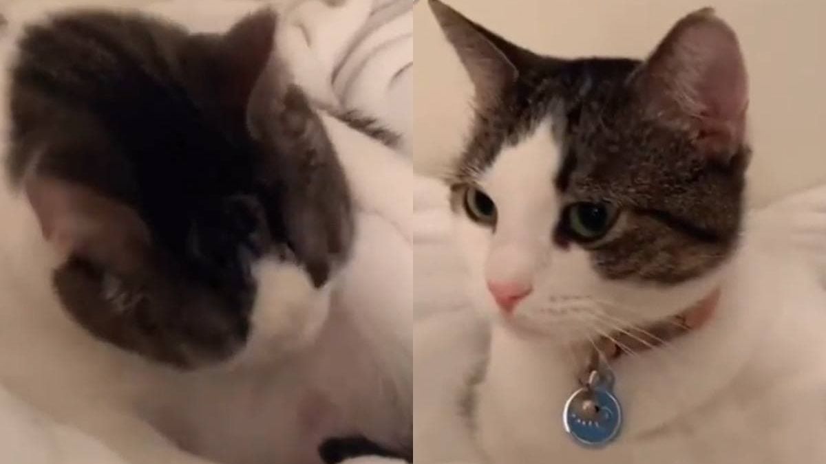 Котка не хареса пародията на собственичката си и развесели мрежата ВИДЕО