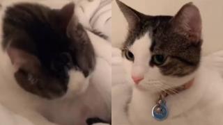 Котка не хареса пародията на собственичката си и развесели мрежата ВИДЕО
