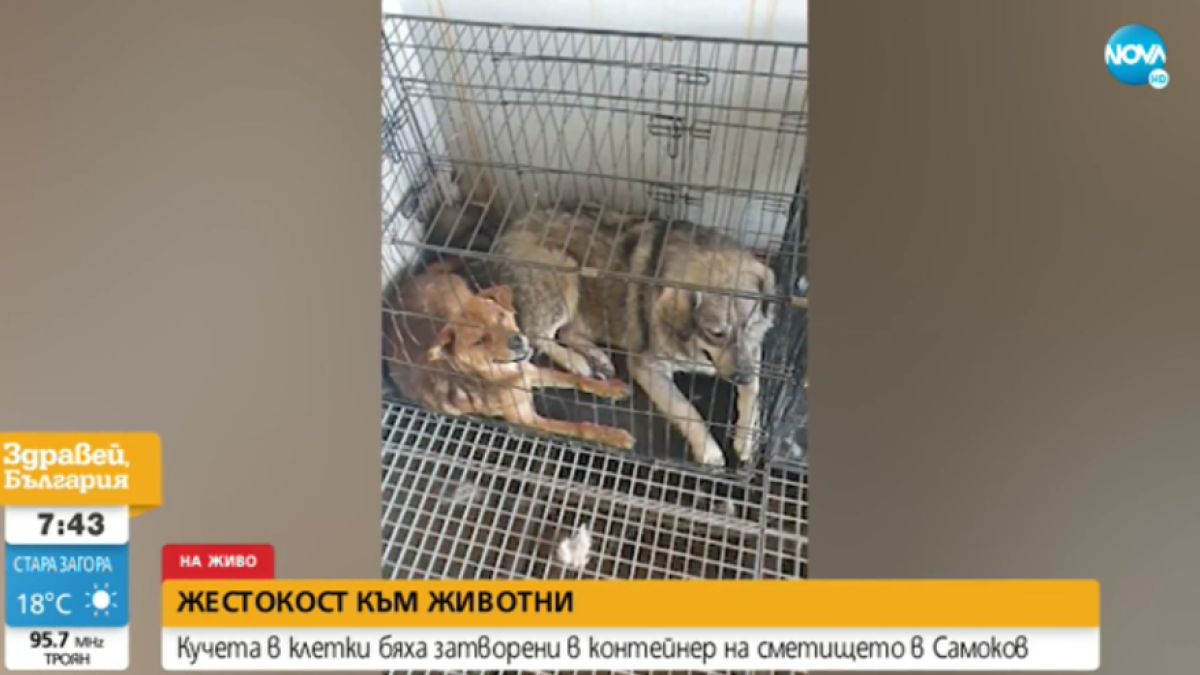 Безобразие: Община Самоков държи бездомни кучета в метален контейнер на сметището без вода и храна СНИМКА