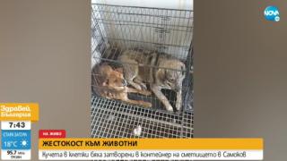 Безобразие: Община Самоков държи бездомни кучета в метален контейнер на сметището без вода и храна СНИМКА