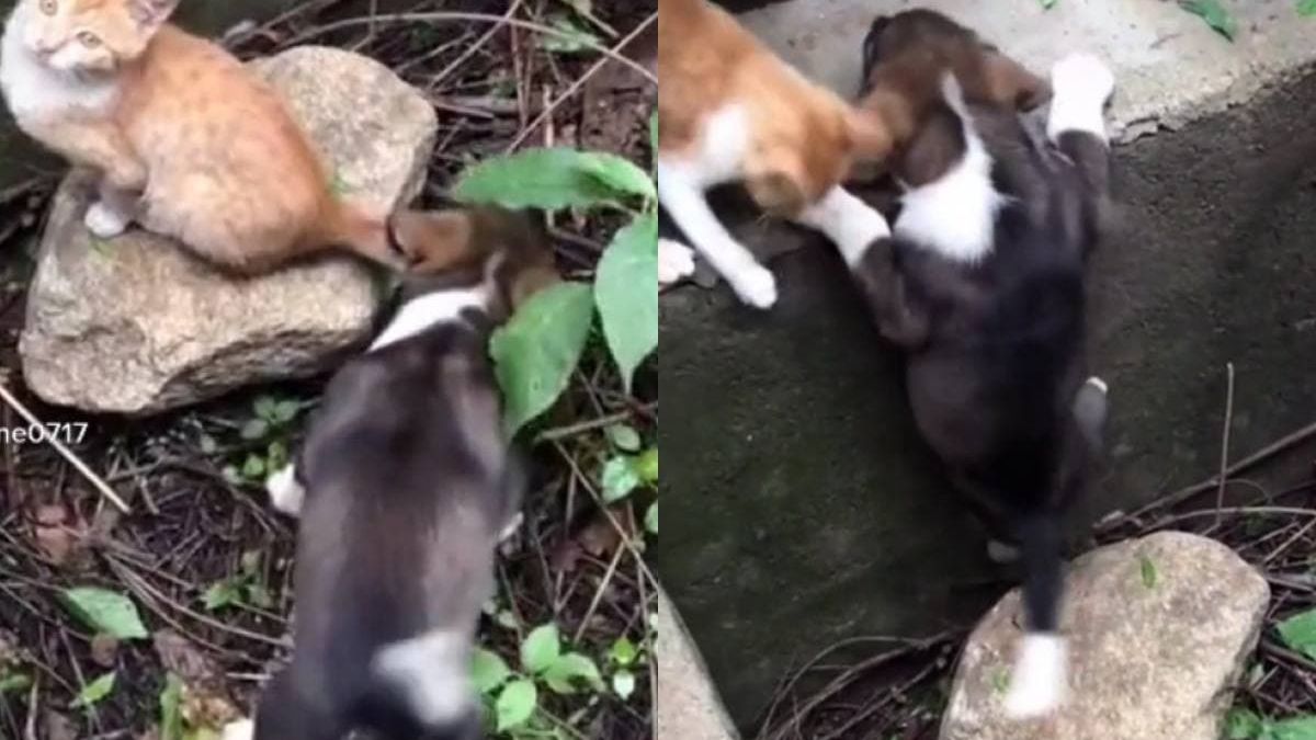 Опитите на коте да спаси кученце от беда трогна мрежата ВИДЕО