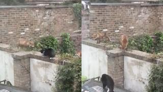 Котарак прогони две лисици от дома си и стана звезда в интернет ВИДЕО