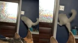 Котарак намери нов начин да излезе от стаята и разсмя мрежата ВИДЕО